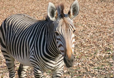 Hartmann's Mountain Zebra (Equus zebra hartmannae) - ZooChat Mountain Zebra, Horse Photos, Zebras