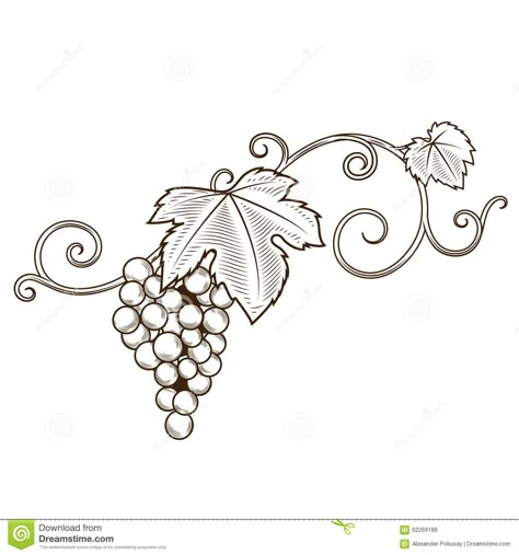 Grape Vine Branches Ornament Vector Stock Vector - Illustration of retro, flourishes: 62269188 Grape Drawing, Church Artwork, Vineyard Art, Branch Drawing, Vine Drawing, Vine And Branches, Metal Art Jewelry, Ornament Vector, School Murals