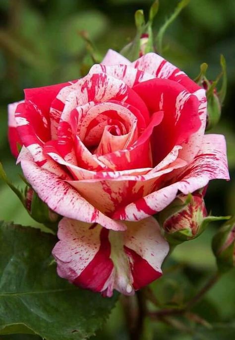 #flowers #fleur Hybrid Tea Rose, Photo Rose, Rose Belle, Rose Seeds, Green Things, Rainbow Roses, Rose Pictures, Hybrid Tea Roses, Growing Roses