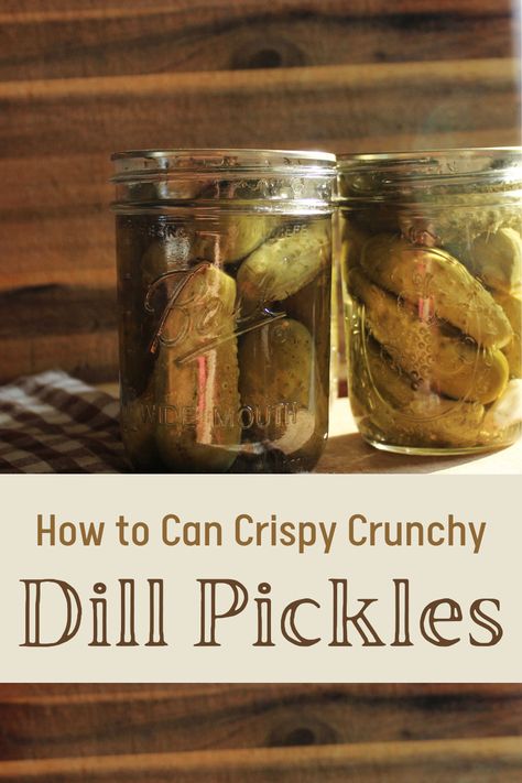 How to Water Bath Can Crunchy Dill Pickles - The Ranchers Homestead Whole Dill Pickles Canning, Waterbath Canning Dill Pickles, 3 Day Sun Dill Pickles, Shelf Stable Dill Pickles, Crispy Canned Dill Pickles, Crisp Pickles Canning, Canning Crispy Dill Pickles, Canned Dill Pickles Canning Recipes, Ball Dill Pickle Canning Recipe