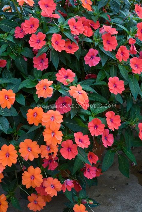 Coral Plant, Blossom Garden, Flower Stock, Annual Flowers, Plant Flower, Shade Plants, Types Of Flowers, Shade Garden, Container Plants