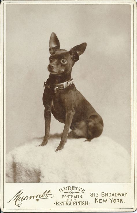 c.1880-90s cabinet card of an attentive miniature pinscher wearing a studded collar with padlock. Photo by Macnabb, 813 Broadway, New York. From bendale collection Toy Manchester Terrier, Victorian Cabinet, Black Chihuahua, Broadway New York, Chihuahua Art, Photos With Dog, Studded Collar, Min Pin, Dog Photograph