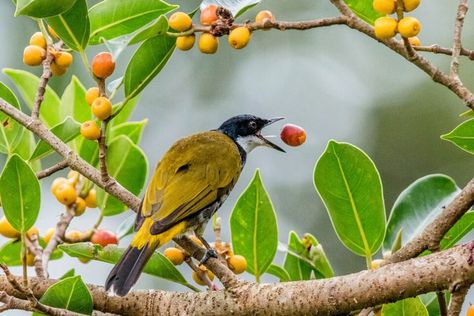 A new study published in the journal Trends in Ecology & Evolution examined the various strategies through which plants disperse their seeds. By investigating the intricacies of the chemical ecology of seed dispersal, a research team led by Virginia Tech aims to clarify how chemicals impact the interaction between fruit and the animals that eat them. #seeds #seeddispersal #seedsandanimals #lifescience #propogation Seed Dispersal, Team Lead, Virginia Tech, Cute Cartoon Drawings, The Journal, Life Science, The Animals, Worksheets For Kids, Ecology