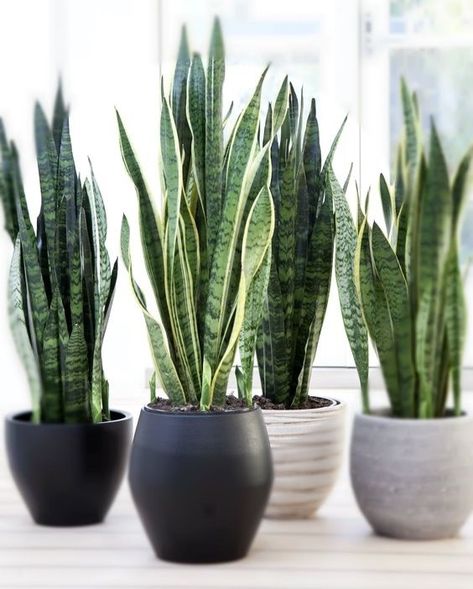 Kaktus Dan Sukulen, Houseplants Decor, Sansevieria Plant, نباتات منزلية, Sansevieria Trifasciata, Types Of Succulents, Plant Decor Indoor, Houseplants Indoor, Interior Plants