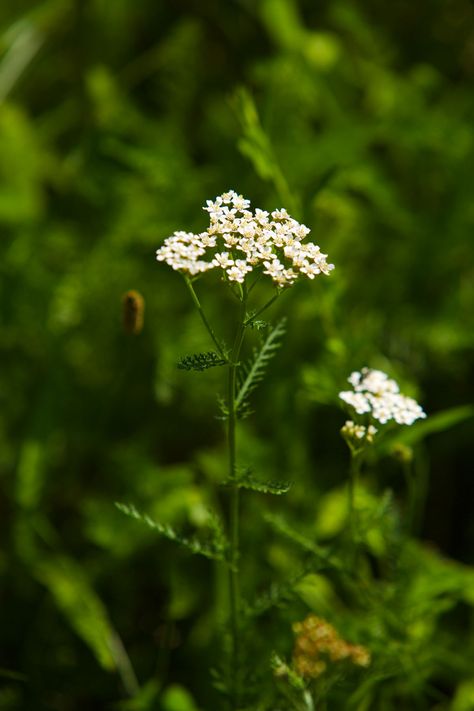 Adding Yarrow To Your Materia Medica | Herbal Academy | Would you like to add yarrow to your materia medica? Here's how to correctly identify and safely use this beneficial herb! Herbal Academy, Botanics Skin Care, Harvesting Herbs, Edible Wild Plants, Wild Flower Meadow, Natural Drinks, Wild Harvest, Herbal Healing, Herbal Magic