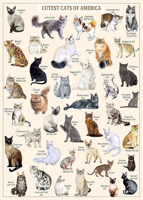 Amazon.com: Cat Puzzles for Adults 1000 Pieces and Up,Vintage Kitty Puzzles for Adults, Animal Feline Jigsaw Puzzle Kittens : Toys & Games Vintage Puzzle, Cat Puzzle, Cute Cat Breeds, Puzzles For Adults, Kinds Of Cats, Types Of Cats, Jigsaw Puzzles 1000, Animal Facts, Cat Facts