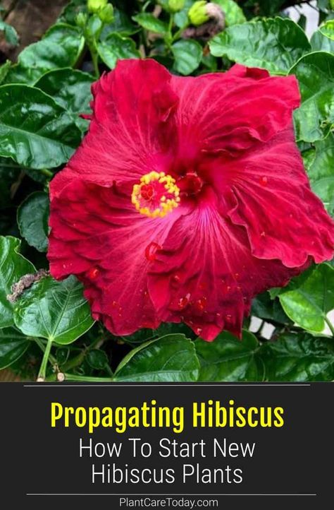 Propagating hibiscus plants is simple and easy. Hibiscus trees and bushes can be started from cuttings, air layers, and seed. Learn how to start new plants here. Hibiscus Tree Care, Hardy Hibiscus Plant, Backyard Hacks, Hibiscus Bush, Growing Hibiscus, Homestead Gardening, Hibiscus Tree, Hardy Hibiscus, Florida Gardening