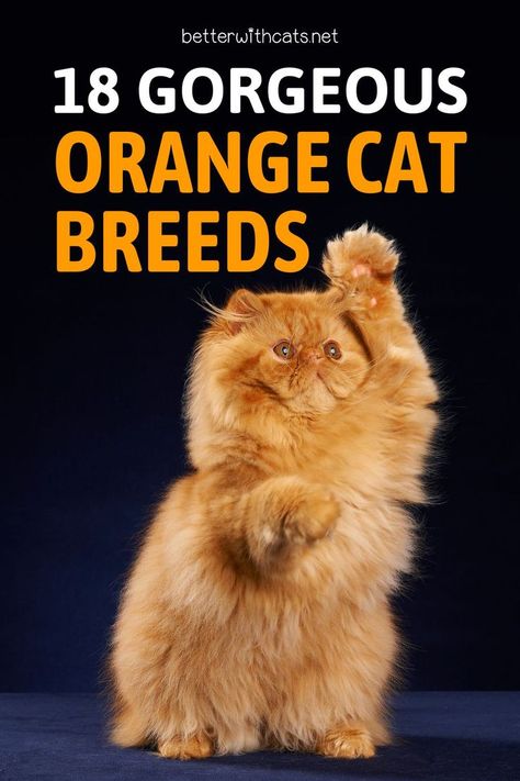 If you’re interested in orange cat breeds, keep on reading to meet 18 orange cuties that will steal your heart! Orange Maine Coone Cat, Orange Cat Breeds, Fun Facts About Cats, Best Cat Toys, Cat Races, Most Popular Cat Breeds, Popular Cat Breeds, Orange Kittens, Tabby Cats