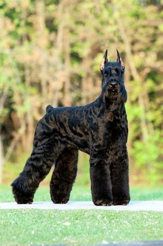 Sky Outfit, Schnauzer Breed, Schnauzer Grooming, Puppy Dog Pictures, Mini Schnauzer Puppies, Giant Schnauzer, Schnauzer Puppy, Dog Ideas, Schnauzer Dogs