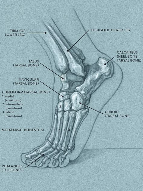 Bone Drawing, Human Skeleton Anatomy, Anatomy Bones, Skeleton Anatomy, Hands Drawing, Skeleton Drawings, Human Body Anatomy, Human Anatomy Drawing, Human Figure Drawing