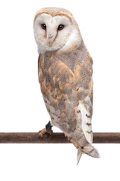 3,070 Barn Owl Photos and Premium High Res Pictures - Getty Images Long Eared Owl, Burrowing Owl, Snow Owl, Owl Photos, Owl Bird, Barn Owl, Birds Of Prey, Purchase History, Free Photo