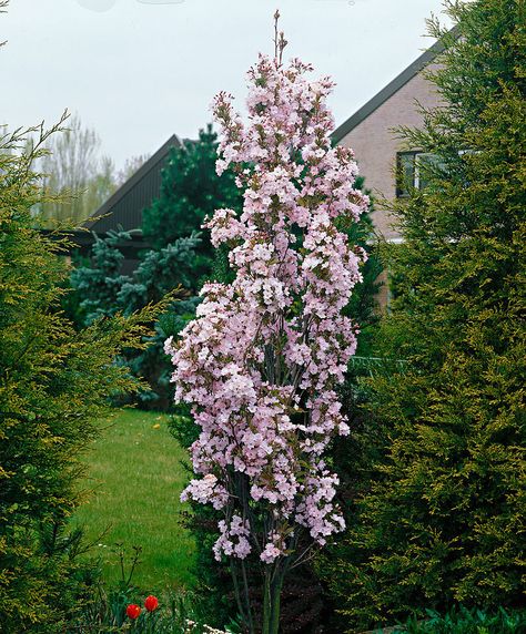 Prunus serrulata 'Amanogawa' - Northern Irelands Specialist Tree Nursery Prunus Serrulata, Backyard Farm, Columnar Trees, Buy Plants Online, Garden Shrubs, Bonsai Plants, Ornamental Trees, Tree Seeds, How To Attract Hummingbirds