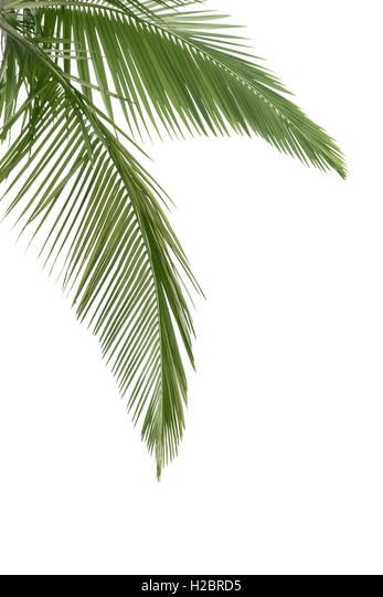 Green coconut leaves isolated on the white background Stock Photo Coconut Leaves, Palm Leaf Wallpaper, Photo Wall Decor, Green Inspiration, Palm Plant, Sunset Background, Blue Sky Background, Plant Wallpaper, Palm Fronds