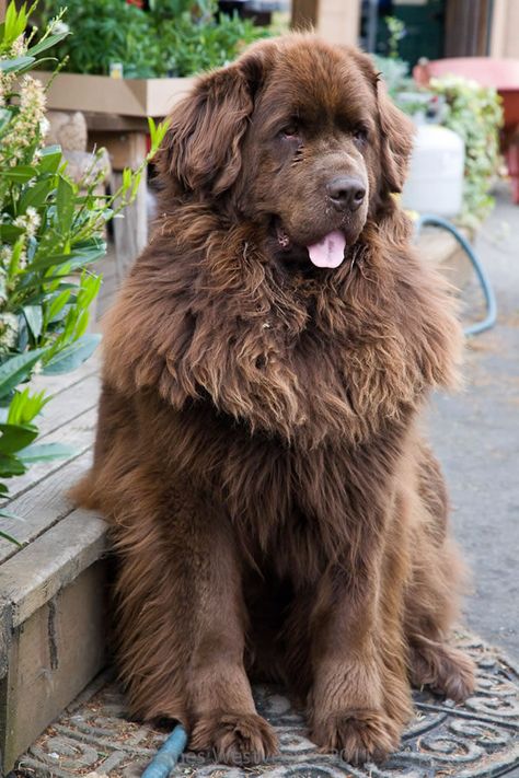 Favorite breed of dog. A true gentle giant. This is Bellatrix, whose life was chronicled in pictures by his loving family online. RIP to him and to Russ Hill's Newfie Thorondor. Brown Newfoundland Dog, Newfoundland Puppies, Water Rescue, Working Dog, Terra Nova, Giant Dogs, Newfoundland Dog, Fluffy Dogs, Rescue Dog