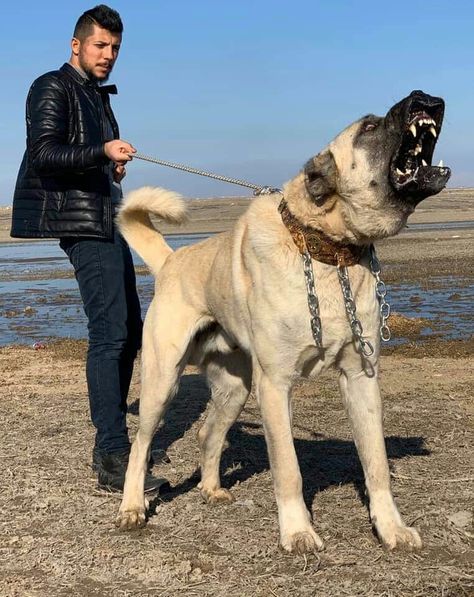 Dogo Argentino Dog, Kangal Dog, Livestock Guardian Dog, All Breeds Of Dogs, Big Dog Breeds, Huge Dogs, Giant Dogs, Pretty Dogs, Dog Teeth