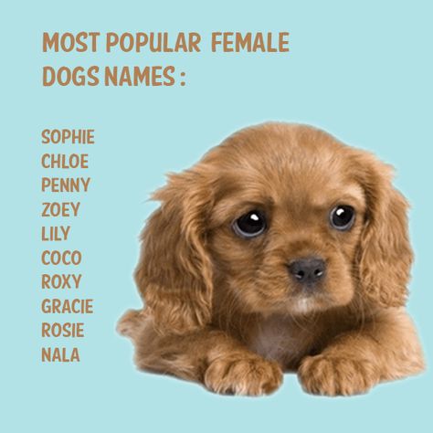 Aesthetic Names For Pets, Spanish Pet Names, Cocker Spaniel Names, Top Female Dog Names, Popular Female Dog Names, Cute Pet Names, Regalos Ideas, Sims Names, Girl Dog Names