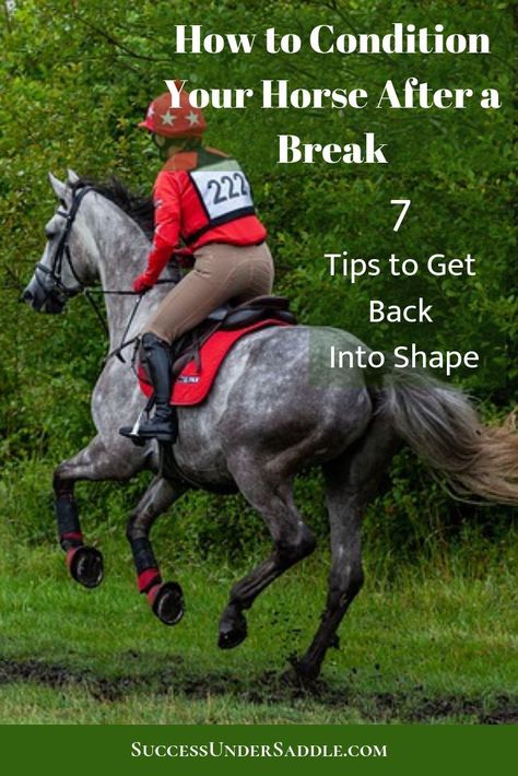 How to Condition Your Horse After a Break How To Get Your Horse Fit, Arena Exercises For Horses, Foal Training, Horse Ownership, Dressage Training, Riding Tips, Horse Exercises, English Horse, Equestrian Helmet