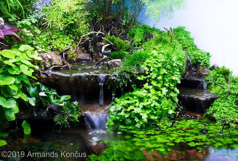 Aquascape Diy, Dart Frog Terrarium, Frog Terrarium, Fish Aquarium Decorations, Fish Tank Terrarium, Turtle Habitat, Aquascape Design, Underwater Plants, Indoor Water Garden