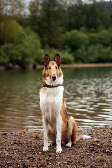 Smooth Collie Puppy, Smooth Collie, Pets At Home, Rare Dogs, Collie Puppies, Fruit Bat, Rough Collie, Fun Group, Herding Dogs