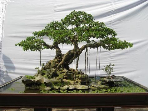 Old Ficus benjamina                                                                                                                                                                                 More Bonsai Ficus, Bonsai Forest, Bonsai Tree Types, Bonsai Tree Care, Bonsai Techniques, Ficus Benjamina, Indoor Bonsai Tree, Bonsai Styles, Indoor Bonsai