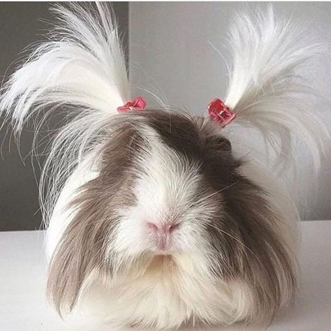 Pig Hairstyle, Guine Pig, Pig Pet, Guinea Pigs Funny, Accessories For Dogs, Baby Guinea Pigs, Pet Guinea Pigs, Cute Guinea Pigs, Cute Small Animals