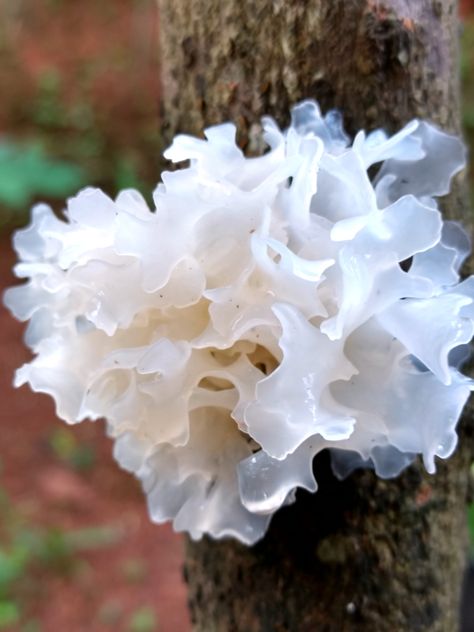 Tremella Mushroom, Tonic Drink, Mushroom Benefits, Skin Tonic, Slime Mould, Edible Mushrooms, Functional Food, Food Science, Eye Bags