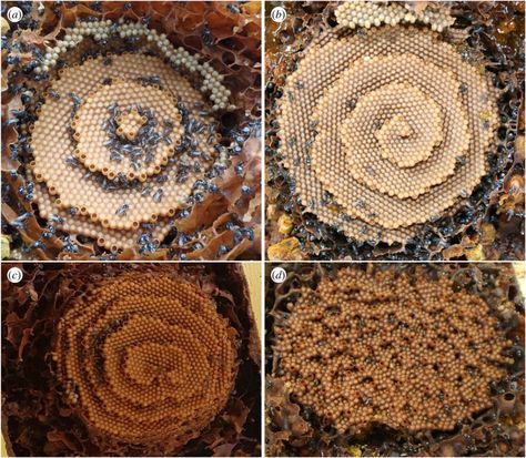 Perimeter Of Shapes, Stingless Bees, Growing Crystals, Crystal Growth, Mathematical Model, Spiral Shape, Spiral Pattern, Bee Art, Crystal Palace