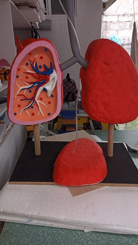 Lungs Project, Sense Organs Chart, Lungs Model, Respiratory System Projects, Lung Model, Human Body Systems Projects, Body Systems Project, Science Exhibition Ideas, Science Project Models