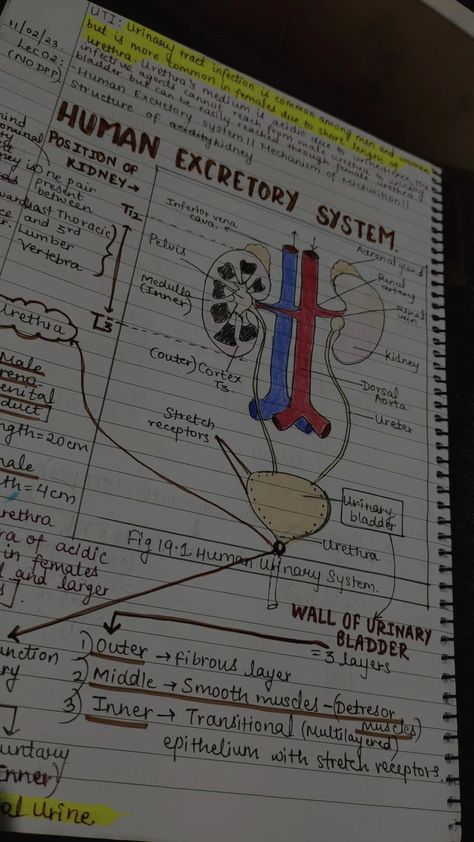 Excretory System Notes, The Urinary System, Neet Notes, Excretory System, Urinary System, Making Notes, Adrenal Glands, Health Knowledge, Crash Course