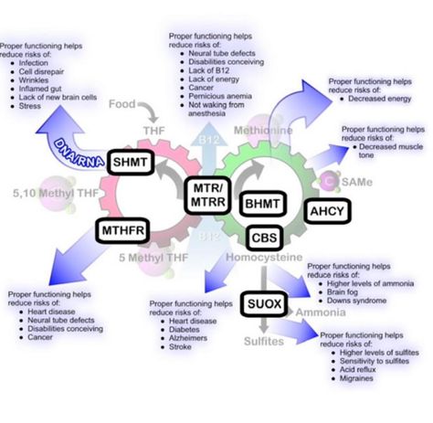 (20+) Bypassing MTHFR,COMT,VDR,CBS….Methylation cycle. | What we need to do after we find DNA mutation snips | Facebook Mthfr Gene Mutation, Mthfr Gene, Functional Food, Lack Of Energy, Functional Medicine, How To Increase Energy, Body Health, Health