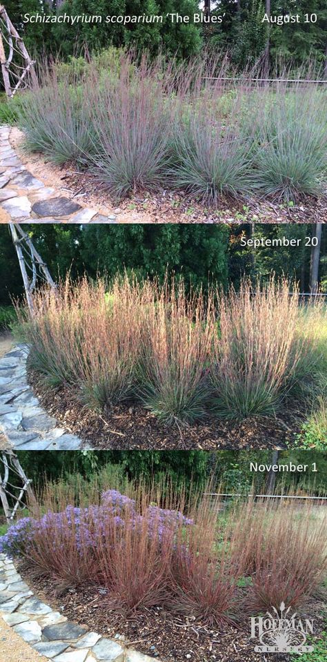 Here's a fun look at the many colors of native grass The Blues Little Bluestem (Schizachyrium scoparium 'The Blues'). Photos taken at the Discovery Garden, Sarah P. Duke Gardens in Durham, North Carolina. Native Grass Garden, Big Bluestem Grass Landscape, Little Bluestem Grass Landscape, Schizachyrium Scoparium, Big Bluestem, Little Bluestem, Duke Gardens, Butterfly Garden Plants, Native Grasses