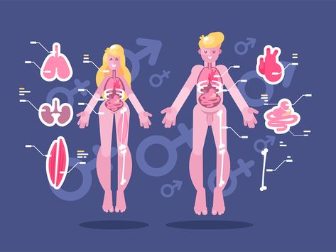 Anatomy of human body by Anton Fritsler (kit8) for Kit8 on Dribbble Human Body Illustration, Body Infographic, Health Picture, Flat Infographic, Anatomy Of Human, Human Back, Business Cartoons, Benefits Of Walking, Human Body Anatomy