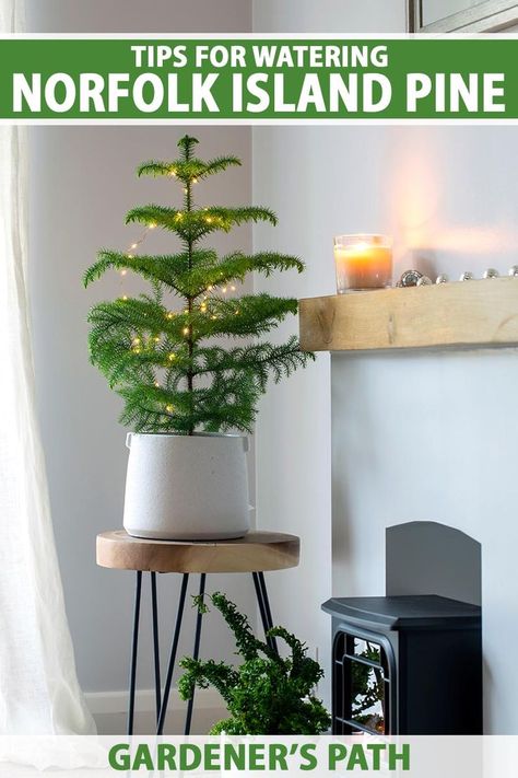 A close up vertical image of a Norfolk Island pine tree growing in a pot decorated with holiday lights set on a stool next to a wood burner. To the top and bottom of the frame is green and white printed text. Norfolk Pine Care, Norfolk Island Pine, Building Raised Beds, Norfolk Island, Norfolk Pine, Farm Projects, Pine Christmas Tree, Tree Home, Inside Plants