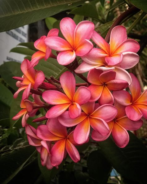 Gabriel Horvath on Instagram: “Locally known as Jepun or Kamboja, the Frangipani is Bali’s signature flower. It is often used in offerings, religious ceremonies, or…” Kamboja Flower, Kamboja Bali, Religious Ceremony, S Signature, Bali, Plants, Flowers, On Instagram, Quick Saves