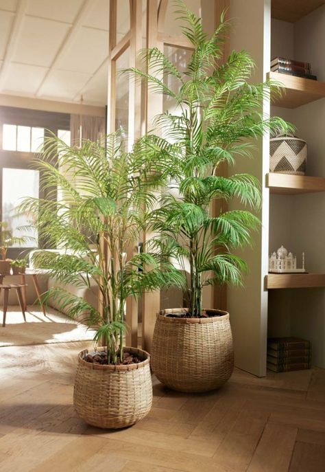 🌴🌿 Add some tropical flair to your home or office with our stunning artificial Chamaedorea palm! 🌿🌴 Our replica plants are so lifelike, you'll be amazed at how real they look. And, with three size options (120cm, 150cm, and 180cm), you can choose the perfect height to suit your space. Whether you're looking to add some greenery to your living room, office, or event space, our artificial Chamaedorea palm is the perfect choice. 🌴🌿 Majesty Palm, Ikea Inspiration, Bohemian Living Rooms, Dutch Furniture, Palm Plant, Rental Decorating, Artificial Trees, Bohemian Living, European Furniture