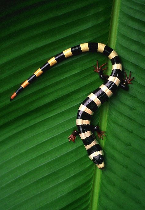 Vietnamese Galliwasp Thanks to Herp Alliance (FB) Reptile Photos, Colorful Lizards, Snake Turtle, Wildlife Biologist, Salamanders, Pet Snake, Reptile Snakes, Most Beautiful Animals, Rare Animals