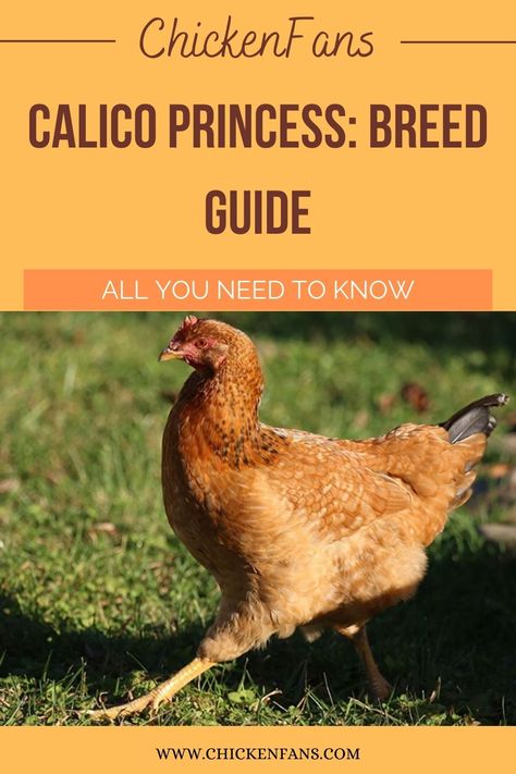 Calico Princess Chicken, Princess Chicken, Rhode Island Red Rooster, Chicken Board, House Chicken, Day Old Chicks, Rhode Island Red, Chicken Keeping, Chinese Princess