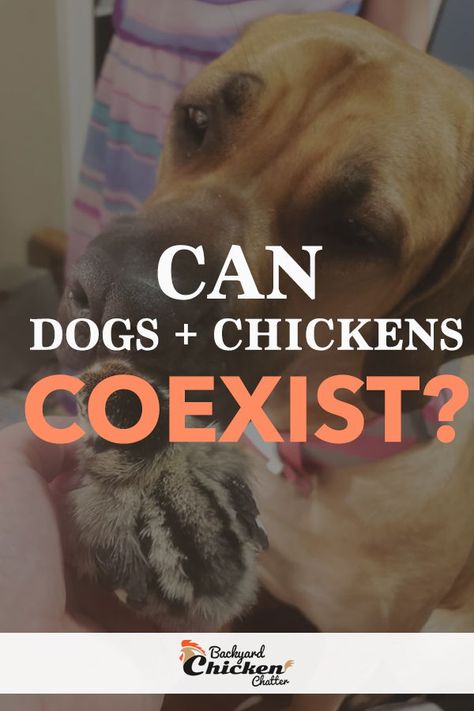 You might be wanting to add a few chickens to your home, but have no idea how your dog will react. Good News... dogs and chickens can live together in peace. But, there are a few things you can do to make a smooth transition. #DogsAndChickens #ChickensforBeginners #ChickensForNewbies Law Of The Jungle, Chicken Cages, Live Together, Dog Info, Types Of Animals, Different Dogs, Wild Dogs, Small Birds, Chickens Backyard