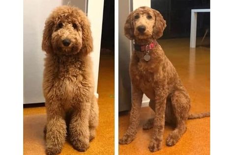 Labradoodle Short Haircut, Labradoodle Hair, Labradoodle Haircut Style, Labradoodle Haircut, Golden Labradoodle, Goldendoodle Haircuts, Poodle Doodle, Chocolate Labradoodle, Goldendoodle Grooming