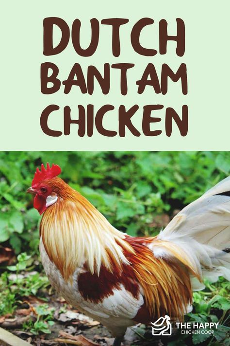 Joseph Craft, Dutch Bantam, Chicken Breeds With Pictures, Pheasant Eggs, Irish Chicken, Bantam Breeds, Bantam Chicken Breeds, Bantam Chicken, Bantam Chickens