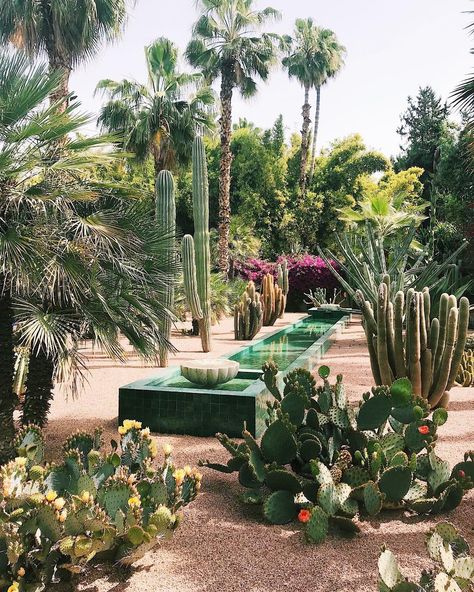 🔸Flora Bowley🔸 on Instagram: “Soooo, I almost filled my entire sketchbook today between La Jardin Marjorelle, the Berber Museum and the Yves Saint Laurent Museum. Three…” Marrakech Gardens, Yves Saint Laurent Museum, Cactus Garden Design, Cactus Farm, Flora Bowley, California Garden, Dry Garden, Areas Verdes, Intuitive Painting