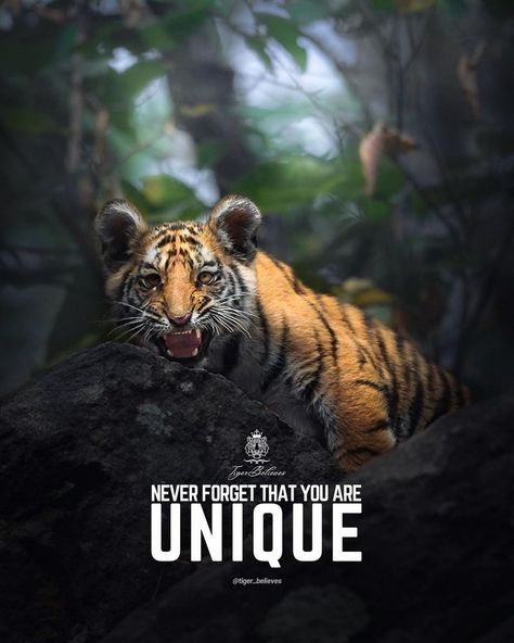 Business Wallpapers, Lion Motivation, Tiger Quotes, Motivational Quotes In English, Pure Soul, Birth Stones, Superman Wallpaper, Lion Quotes, Gym Interior