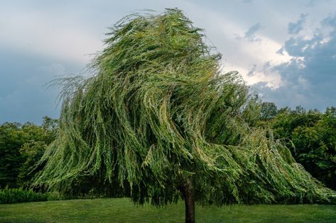 Salix Babylonica | Atmos Salix Babylonica, Coping Methods, A Willow Tree, Willow Trees, Sensory System, Beyond The Horizon, Improve Memory, Willow Tree, All About Plants