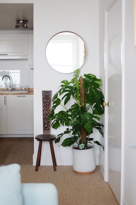 Monstera Deliciosa Plant - Growing Care and Propagation | Apartment Therapy Dress Up Boxes, Plant Decor Indoor, Monstera Plant, House Plant Care, Monstera Deliciosa, Green Decor, House Plants Indoor, Food Tips, Room Decor Bedroom Teenage