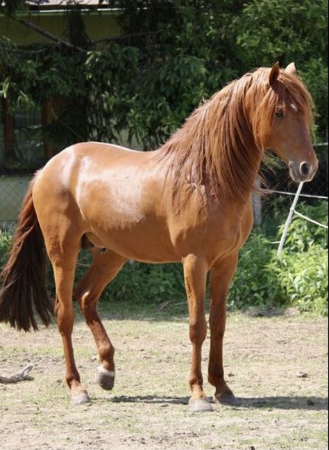 Barb chestnut stallion Barb Horse, Horse Conformation, Desert Horse, Stunning Horses, Horse Standing, Purple Horse, Beautiful Horse Pictures, All About Horses, Chestnut Horse