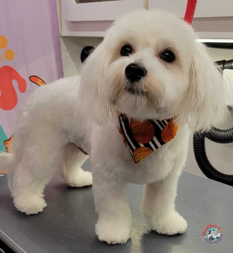 Dog Grooming Styles Maltipoo, Maltese Dogs Grooming, Maltese Puppy Cut, Cockapoo Grooming, Maltese Dogs Haircuts, Maltipoo Haircuts, Havanese Grooming, Dog Haircut, Foods Dogs Can Eat