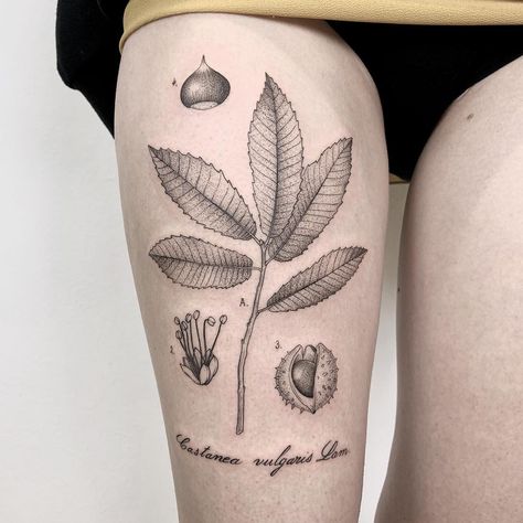 Michele Volpi ⋆ tattoo artist on Instagram: ““Chestnut botanical study” Thank you so much Martina! (from the 2nd day at @hardtimestattoo) -” Chestnut Tree Tattoo, Chestnut Tattoo, Biology Tattoo, Chestnut Leaf, Science Tattoo, Fire Fighter Tattoos, Science Tattoos, Dragon Tattoo Back Piece, Botanical Study