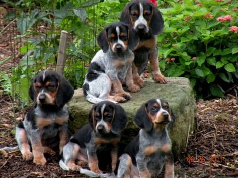 Bluetick Beagle vs Beagle - Breed Comparison | MyDogBreeds Bluetick Beagle, Blue Tick Beagle, Beagle Colors, Coonhound Puppy, Beagle Breeds, Baby Beagle, Every Dog Breed, Beagle Puppies, Group Of Dogs