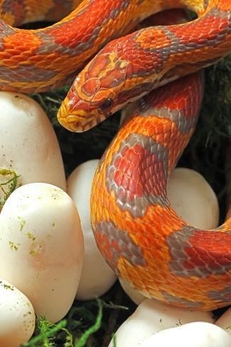 size: 12x8in Photographic Print: Ultramel Okeetee corn snake, with recently laid eggs by John Cancalosi : Okeetee Corn Snake, Animal Eggs, Ball Python Pet, Corn Snake Morphs, Snake Morphs, Corn Snakes, Animal Behaviour, Pet Snakes, Milk Snake