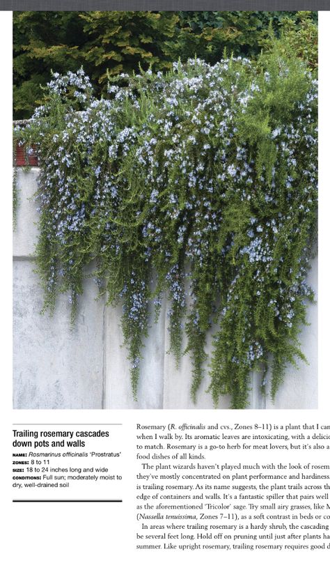 Trailing rosemary along retaining walls: looks great and keeps kids from loitering. Plants Trailing Over Wall, White Variegated Plants, Ivy Retaining Wall, Landscaping On Retaining Wall, Plant Retaining Wall, Trailing Rosemary Retaining Walls, Cascading Plants Retaining Walls, Retainer Wall Landscaping, Trailing Plants Outdoor Wall